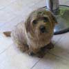 Naffa, Norfolk Terrier